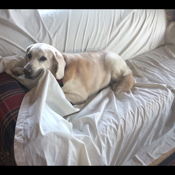 Meet your Posh Ambassador, Sandi - Picture 7 of 9